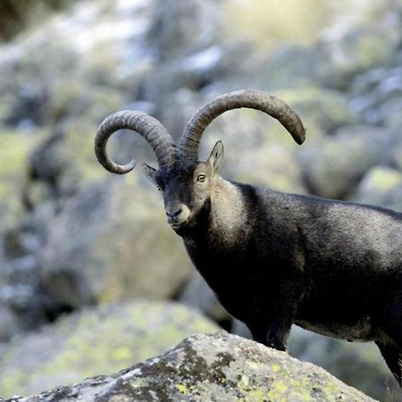 El Desvan De Gredos Наварредонда-де-Гредос Экстерьер фото